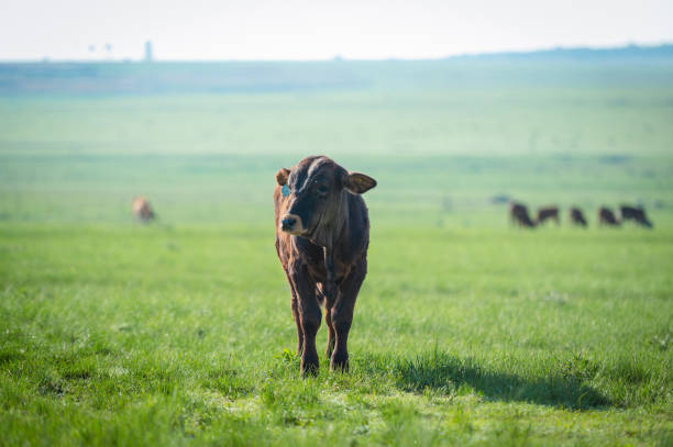 Lonely calf standing in green field