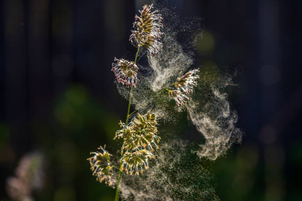 istock Pollen from cocks foot grasses in natural background. 1497713554