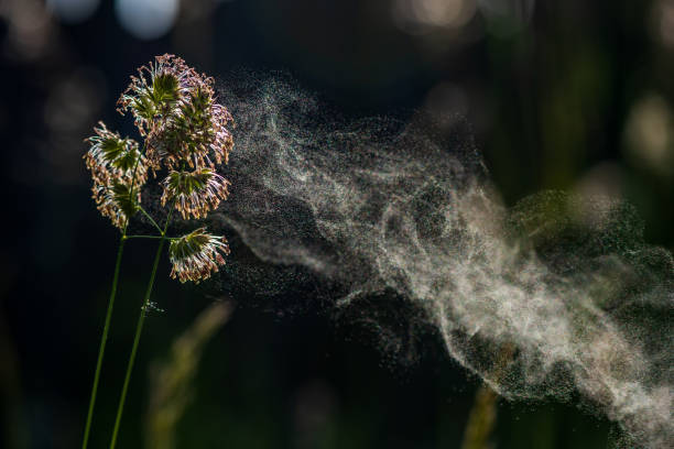 Pollen from cocks foot grasses in natural background.