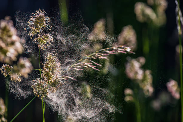 istock Pollen from cocks foot grasses in natural background. 1497713556