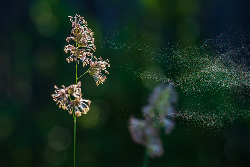 Allergies are possible. . Hay fever. They emerge directly explosively from the cocks foot grass.