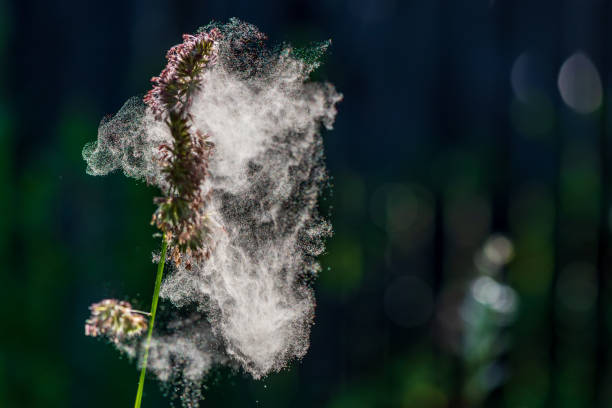 istock Pollen from cocks foot grasses in natural background. 1497713558