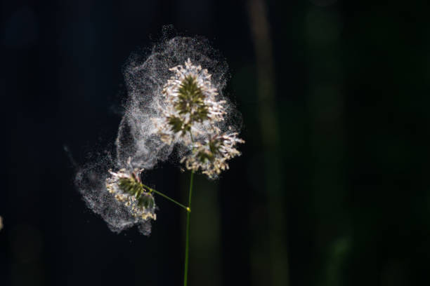 istock Pollen from cocks foot grasses in natural background. 1497713563