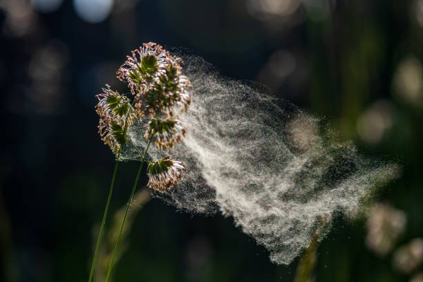istock Pollen from cocks foot grasses in natural background. 1497713566