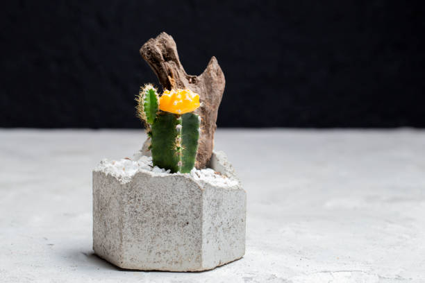 istock Cactus plant in pot on concrete table, in a dark background 1497713751