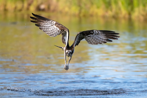 An osprey on the surface of the water fishing on a lake in Northern Finland