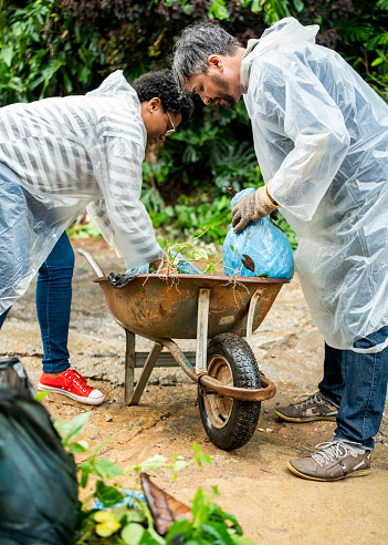 Mature man and young woman wearing raincoats picking up garden refuse and putting it in a wheelbarrow while cleaning up their garden in the rain