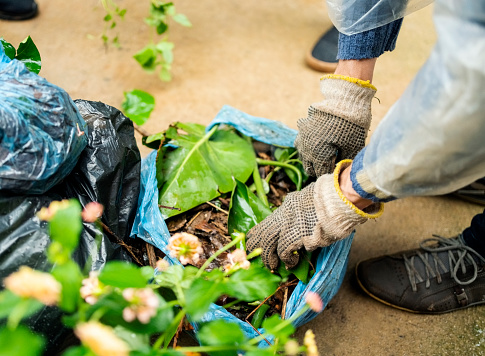 Close-up of a man filling garden refuse in garbage bag while cleaning up a garden in the rain