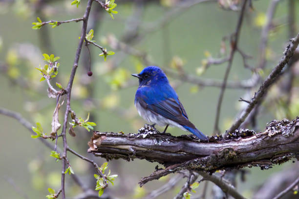 istock A blue bird on a branch of tree in the springtime forest. 1497713881