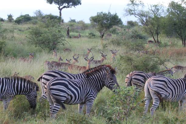 istock Zebras and impalas in the wild 1497714014