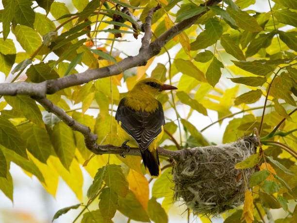 istock Golden oriole, Oriolus oriolus 1497714122