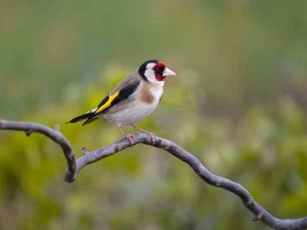istock Goldfinch, Carduelis carduelis 1497714124