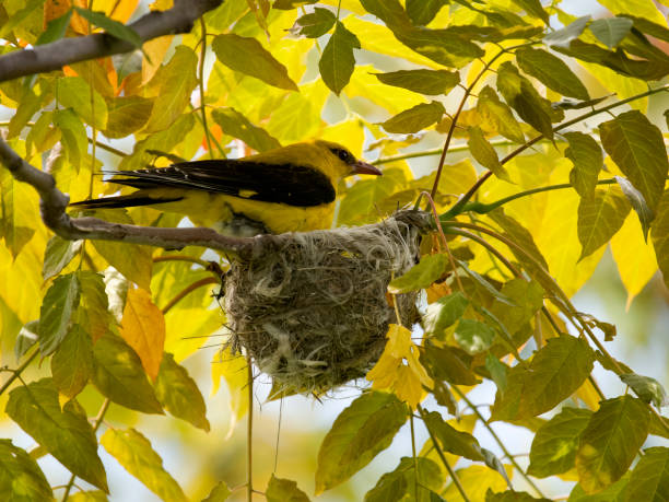 istock Golden oriole, Oriolus oriolus 1497714144