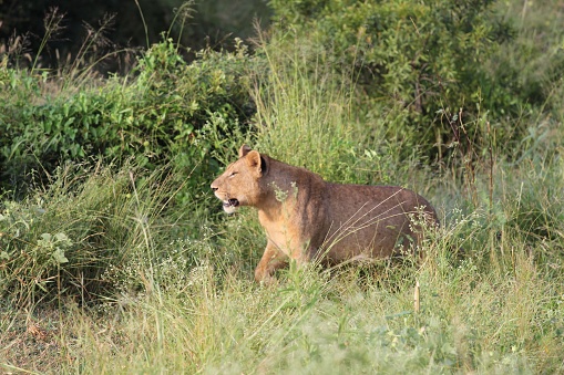 Young lion walking in Kruger National Park