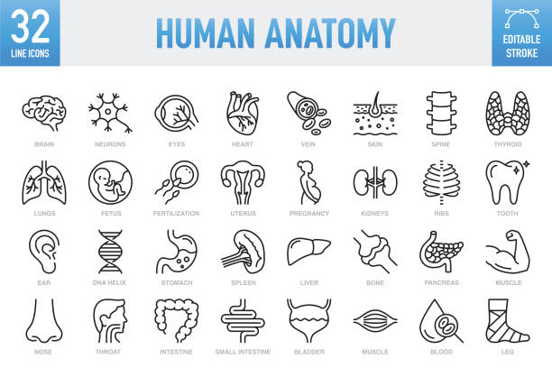 Human Anatomy - Thin line vector icon set. Pixel perfect. Editable stroke. For Mobile and Web. The set contains icons: Internal Organ, Human Internal Organ, Healthcare And Medicine, Anatomy, Lung, Heart - Internal Organ, The Human Body, Liver - Organ Human Anatomy - Thin line vector icon set. 32 linear icon. Pixel perfect. Editable stroke. For Mobile and Web. The layers are named to facilitate your customization. Vector Illustration (EPS10, well layered and grouped), easy to edit, manipulate, resize or colorize. Vector and Jpeg file of different sizes. The set contains icons: Internal Organ, Human Internal Organ, Healthcare And Medicine, Anatomy, Lung, Heart - Internal Organ, The Human Body, Liver - Organ, Stomach, Muscle, Uterus, Fetus dermis stock illustrations