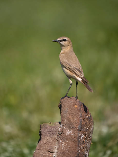 istock Isabelline wheatear, Oenanthe isabellina 1497717734