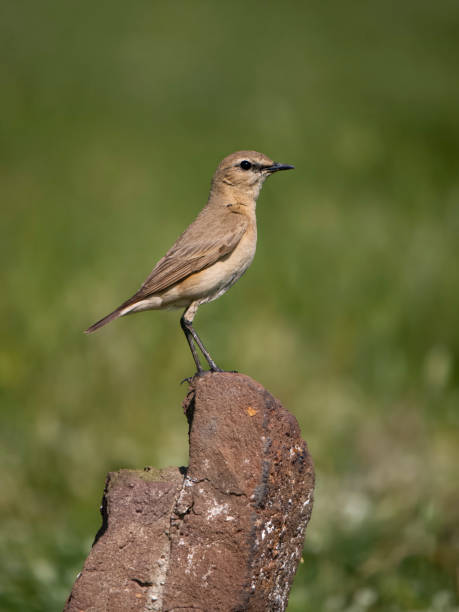 istock Isabelline wheatear, Oenanthe isabellina 1497717752