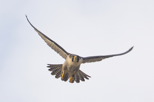 Peregrine Falcon flying