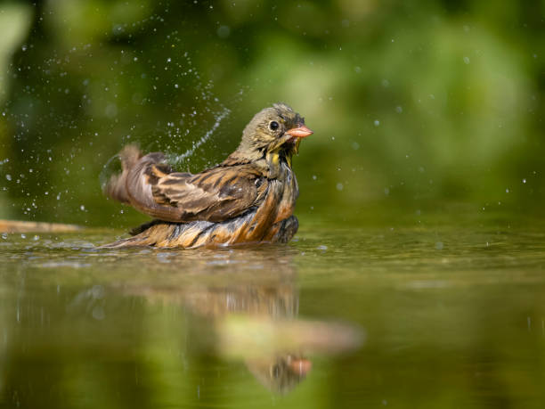 istock Ortolan bunting, Emberiza hortulana 1497719217