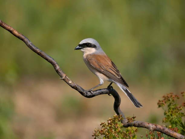 istock Red-backed shrike, Lanius collurio 1497719531