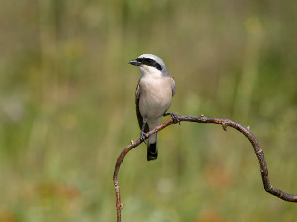istock Red-backed shrike, Lanius collurio 1497719539