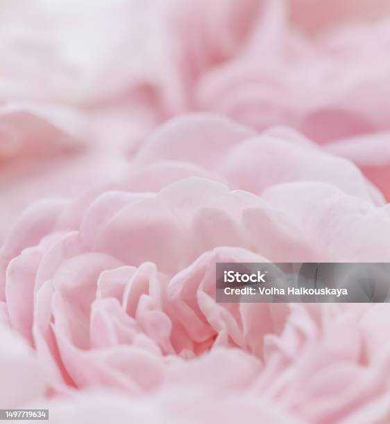 Pink Tissue Paper Pom Poms Background Stock Photo - Download Image Now - Tissue  Paper, Backgrounds, Flower - iStock