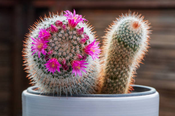 mammillaria cactus flowers with pink blossom in clay pot. - mammillaria cactus imagens e fotografias de stock