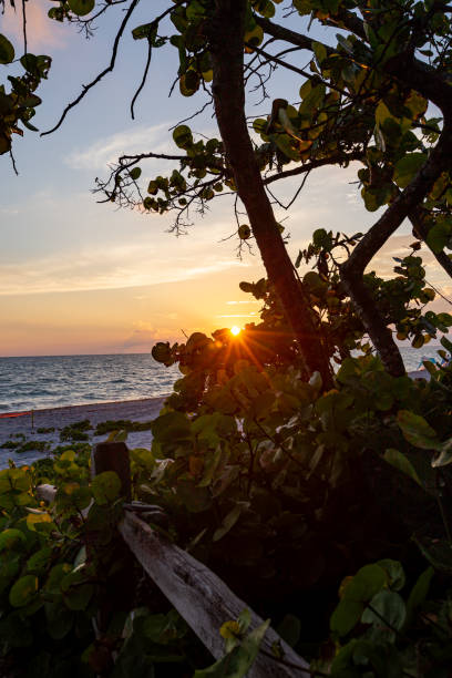 istock Pathway to the beach at sunset in Florida 1497721460