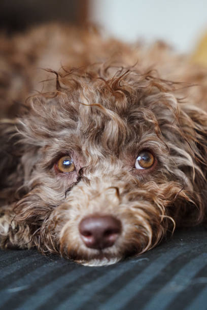 istock Poodle Dog puppy Resting in bed 1497724947