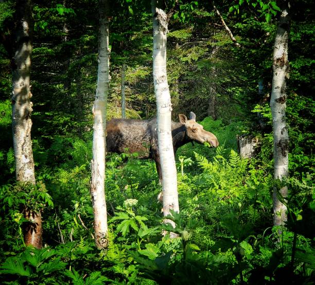Moose (Alces alces)