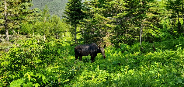 Moose Gaspesie National Park forest Gaspe Peninsula Quebec wildlife