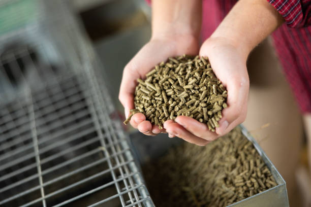 istock Closeup image of hands holding pet food 1497726596