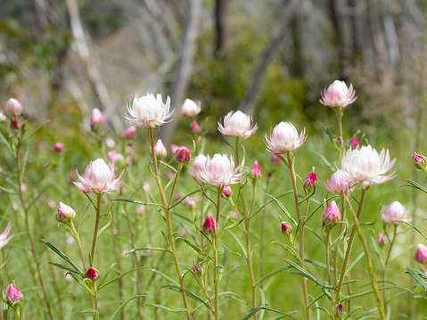 Close up of delicate pink and white paper daisy's in the Australian Alps National Park