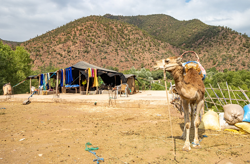 Dromedary Camel (Camelus dromedaries) in Ourika Valley (Marrakesh-Safi Region) at Atlas Mountains, Morocco