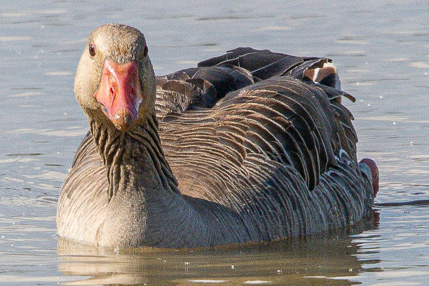 The common goose anser anser is a species of anseriform bird in the Anatidae family native to Eurasia and North Africa. This species is the wild ancestor of the domesticated geese of Europe common in aiguamolls emporda girona spain el anser anser anser común es una especie de ave anseriforme de la familia anatidae nativa de eurasia y África del norte. esta especie es el ancestro silvestre de los gansos domesticados de europa comunes en los aiguamolls empordà girona españa
