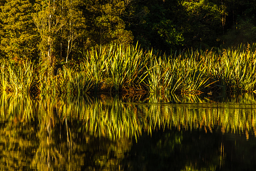 Mirror reflection of a still lake of golden ferns and forest, shot in New Zealand