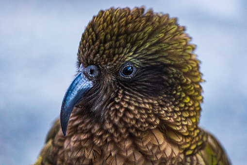 Close up of a Kea, a native New Zealand bird in the wild.