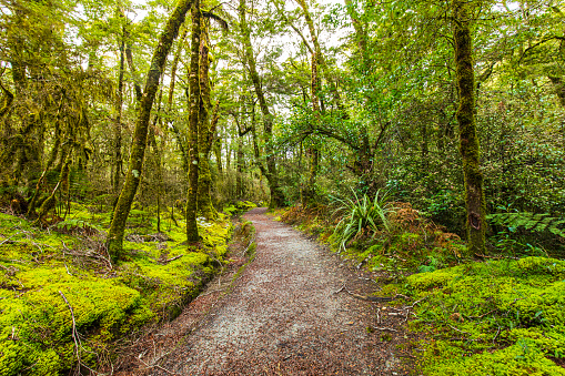 Dirt pathway through dense green mossy rainforest in New Zealand.