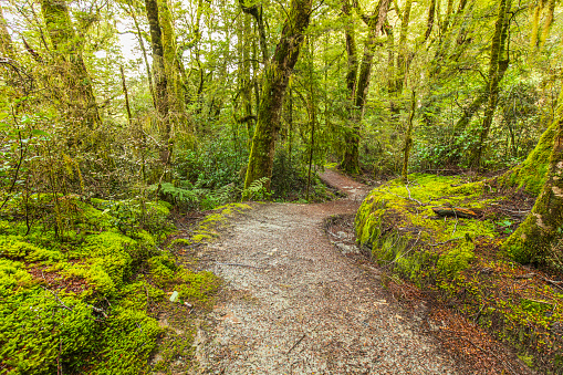 Dirt pathway through dense green mossy rainforest in New Zealand.