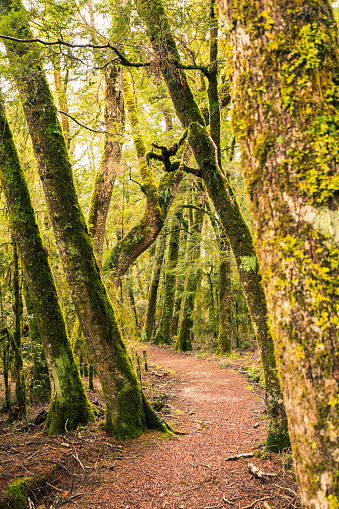 Dirt pathway through dense green mossy rainforest in New Zealand.