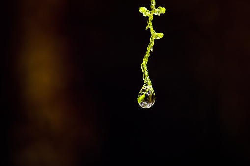 Macro photo of single drop of water dripping from green plant in nature on black background.
