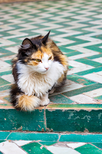 Calico Cat on Tiled Floor at Medina District in Marrakesh, Morocco
