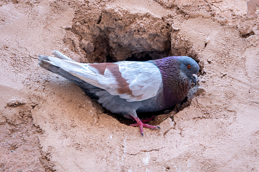 Feral Pigeon on Walls of Medina at Marrakesh, Morocco