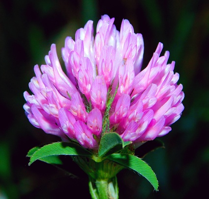 Red clover or purple clover is a leguminous plant native to Europe, western Asia, and northwestern Africa.