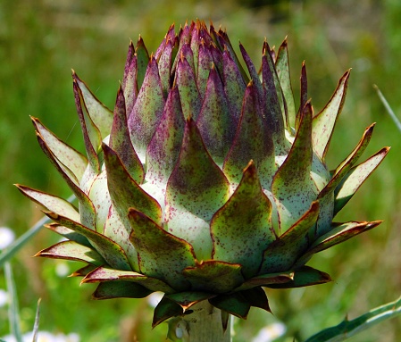 The artichoke is a herbaceous plant of the Cynara genus in the Asteraceae family; It has been cultivated since ancient times as food in temperate climates.