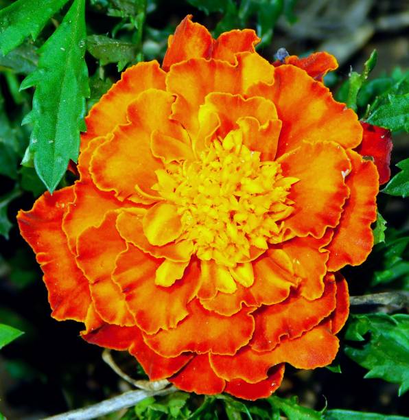 istock flower of Tagetes in garden 1497732378