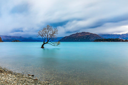 Isolated tree in Lake Wanaka with a stormy mountain background. Photographed in New Zealand.