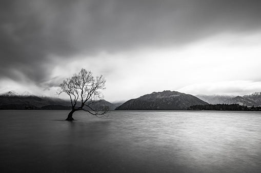 Isolated tree in Lake Wanaka with a stormy mountain background shot in black and white. Photographed in New Zealand.