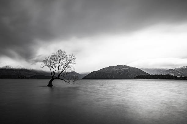 Isolated tree in Lake Wanaka with a stormy mountain background stock photo