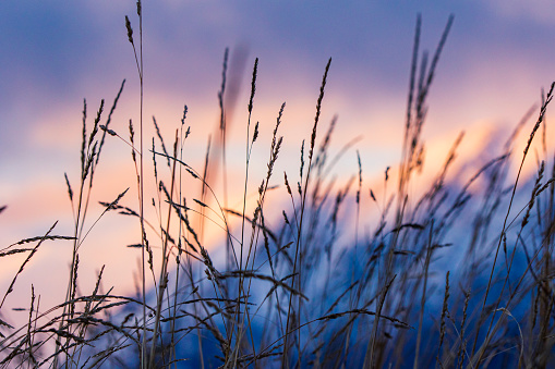 Depth of field shot of grass and reeds in shadow with soft pink blurred mountain background